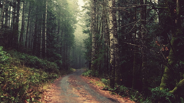 green tree, nature, forest, trees, dirt road, plant, land, tranquility