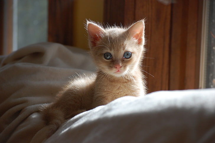 orange kitten on white cushion, cat, pets, domestic, animal, domestic cat