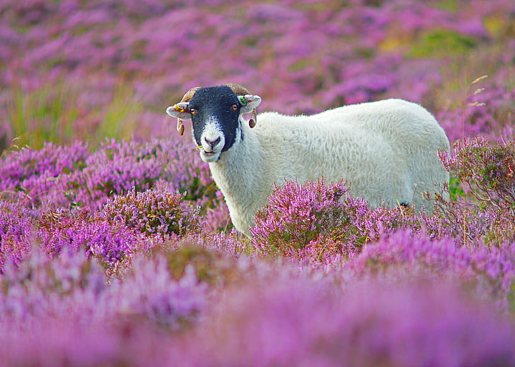 animals, goat, mammals, flowers, purple flowers, field, HD wallpaper