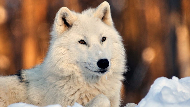 Lovely White Wolf In Snow, black wolves, puppies, grey wolves, HD wallpaper