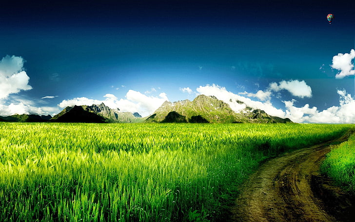 Blue sky field country road-Nature Landscape wallp.., green rice field, HD wallpaper
