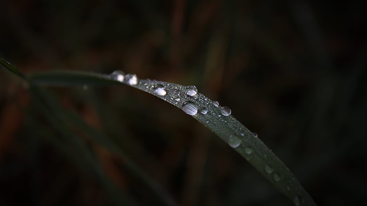 water droplets on green leaf, selective focus photography of green leaf plant