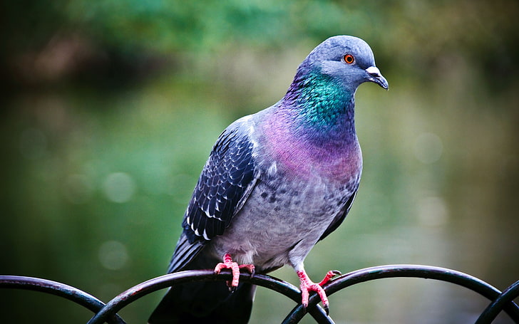 purple and green pigeon, animals, birds, pigeons, nature, depth of field