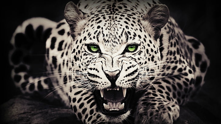 white cheetah, animals, green eyes, leopard (animal), selective coloring, HD wallpaper