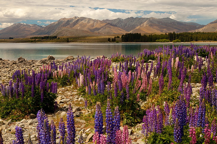 flowers, mountains, lake, stones, New Zealand, Lake Tekapo, HD wallpaper