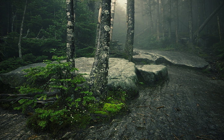 forest photo, trees, mist, moss, rocks, green, plant, land, growth