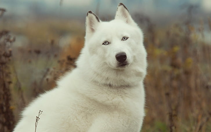 dog, Siberian Husky, animals, HD wallpaper