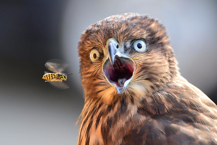 brown owl and yellow wasp, animals, birds, bees, flying, surprised