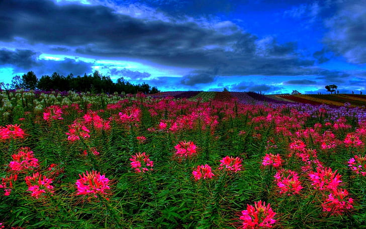 Meadow At Dusk, pink flowers, lovely, twilight, nature, nice