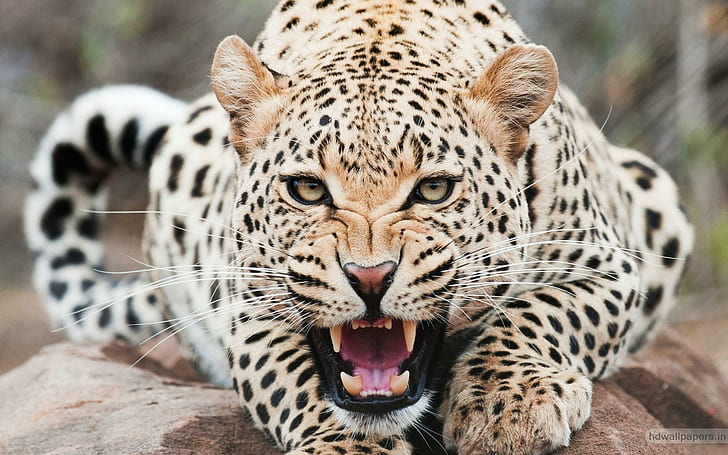 Amazing Cheetah, brown leopard, tigers