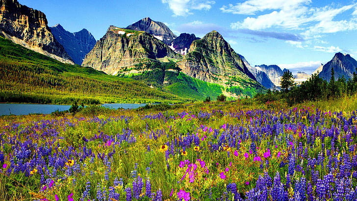 Mountain Flower In Colorado Blue And Purple Flowers Of Lupine River Mountains With Sharp Peaks Pine Forest Blue Sky Spring Landscape 1920×1080, HD wallpaper