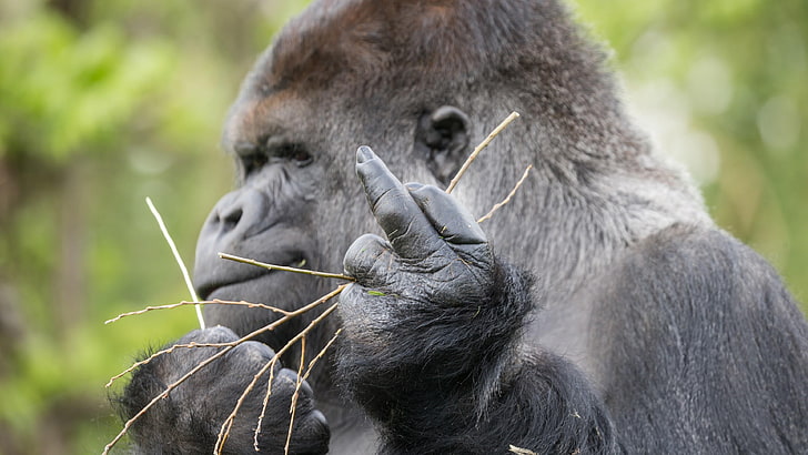 great ape, western gorilla, mammal, terrestrial animal, middle finger, HD wallpaper
