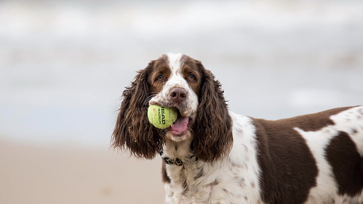 short-coated white and brown dog, animals, tennis balls, pets