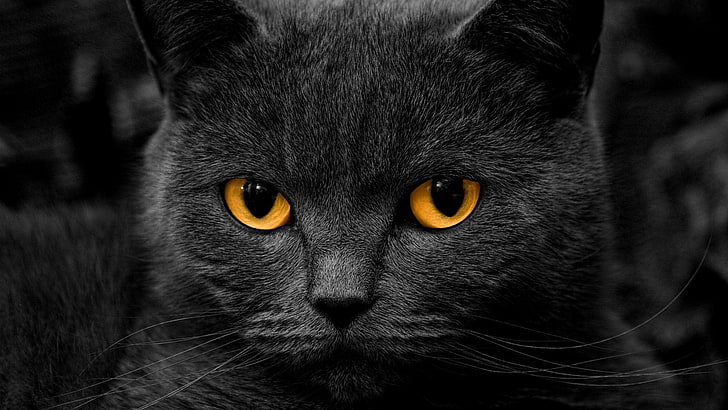black cat, orange eyes, shadow, one animal, mammal, portrait, HD wallpaper