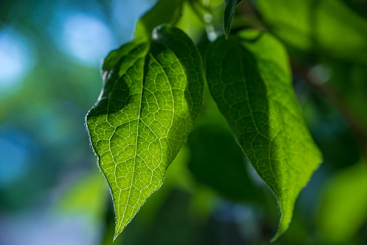 selective focus photography of green leaves, Last, Bit, leaves  green, HD wallpaper