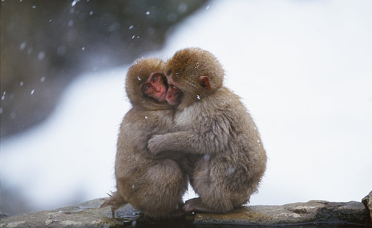 Macaques Hug, two baby monkeys, Animals, Wild, primate, mammal