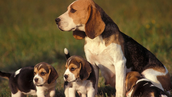 family of beagle, dog, puppy, grass, sit, pets, animal, purebred Dog