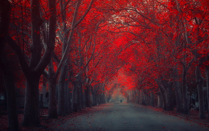 person standing between red leafed trees, landscape photo of autumn season