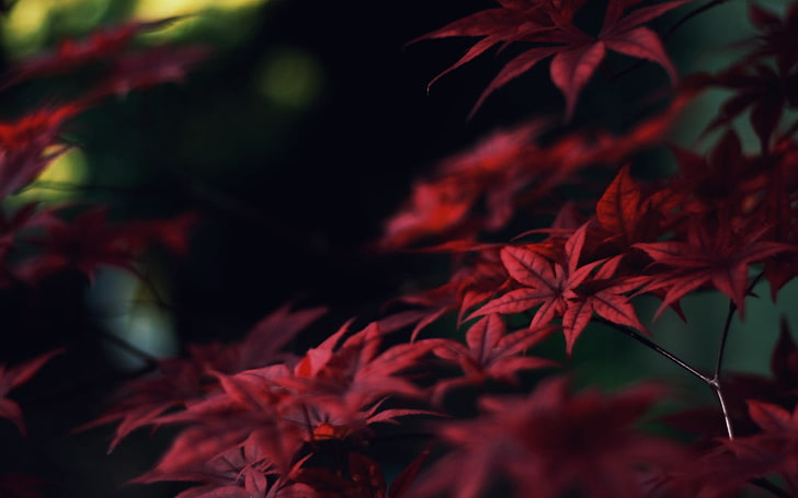 red leaves, nature, macro, leaf, autumn, tree, forest, season