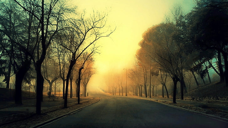 bare trees, mist, sunset, street, road, plant, the way forward, HD wallpaper
