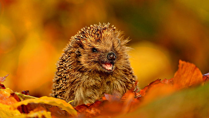 hedgehog, autumn, leaves, animals