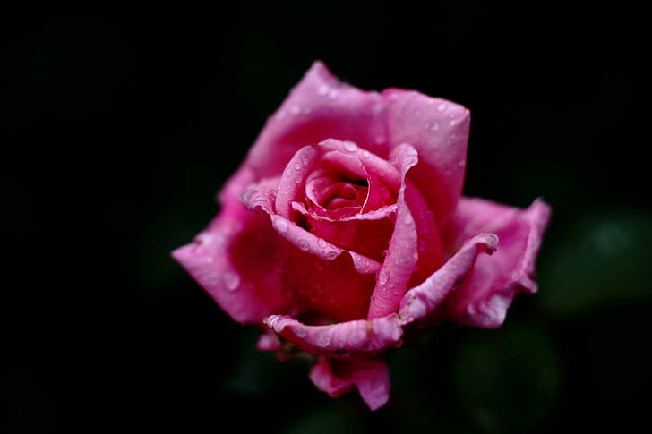 pink rose photography, rose - Flower, petal, nature, close-up, HD wallpaper