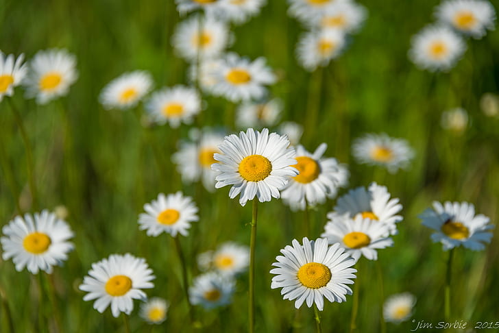 photography of daisy flowers, nature, summer, meadow, plant, yellow