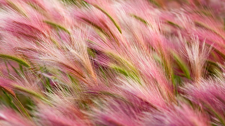 5k, hordeum jubatum, foxtail barley, pink flower, bobtail barley, HD wallpaper