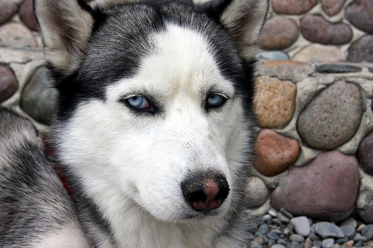Siberian Husky, blue eyes, dog, animals, one animal, mammal, HD wallpaper
