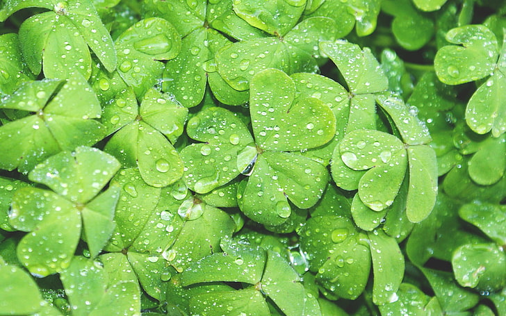 green clover leaf lot wallpaper, nature, water drops, macro, plants