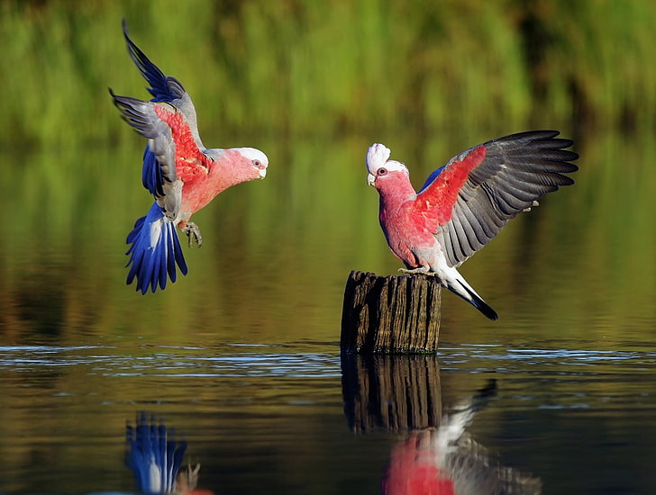 two red-and-black birds, parrots, feathers, sweep, color, river, HD wallpaper