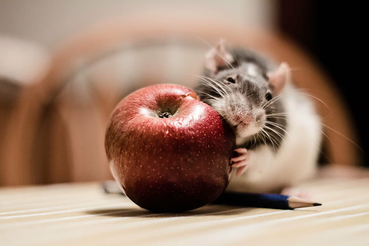 black and white rodent holding apple, rat, rat, animal, pets