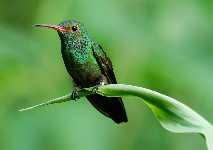 hummingbird perched on green leaf, Shades of Green, panama, ecotourism