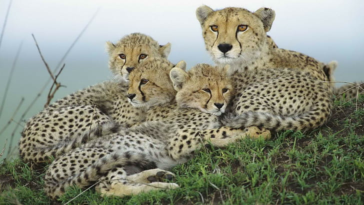 Cheetah Cub HD, animals, HD wallpaper
