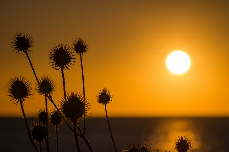 silhouette of plant during sunset, light, Trelleborg, hav, sea, HD wallpaper