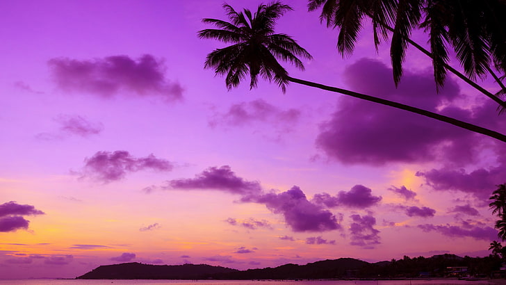 purple sky, palm, afterglow, sunset, palm tree, dusk, silhouette, HD wallpaper