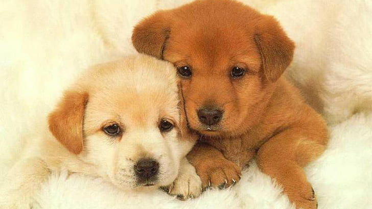 Animals, Dog, Lovely, Brothers, HD wallpaper