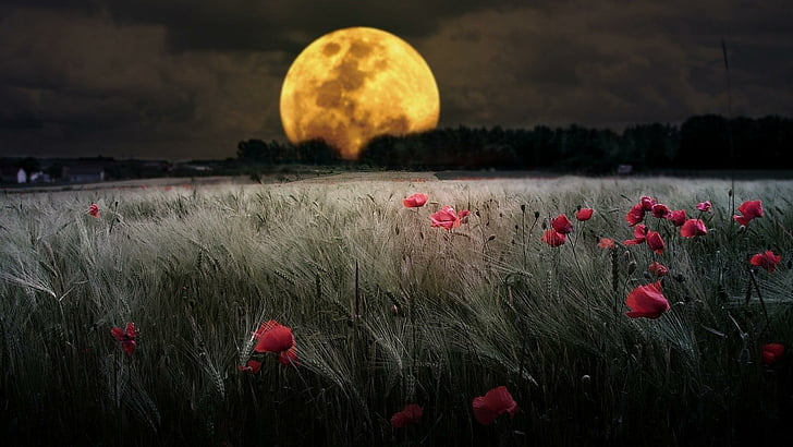 wheat field, moonlight, evening, night, darkness, landscape, HD wallpaper