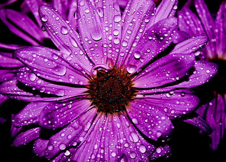 purple petal flower in closeup photography, Purple Flower, Water  Flower