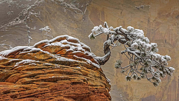 gray leafed tree, white leaf tree painting, rock, nature, snow