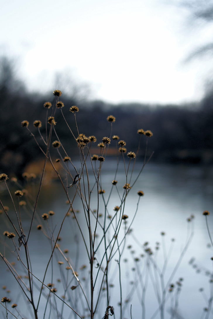 closeup photo of brown flowers against calm body of water, maquoketa river, maquoketa river, HD wallpaper