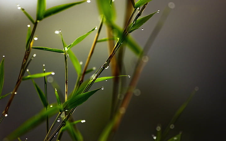 leaves, plants, nature, blurred, water drops, bamboo, macro, HD wallpaper