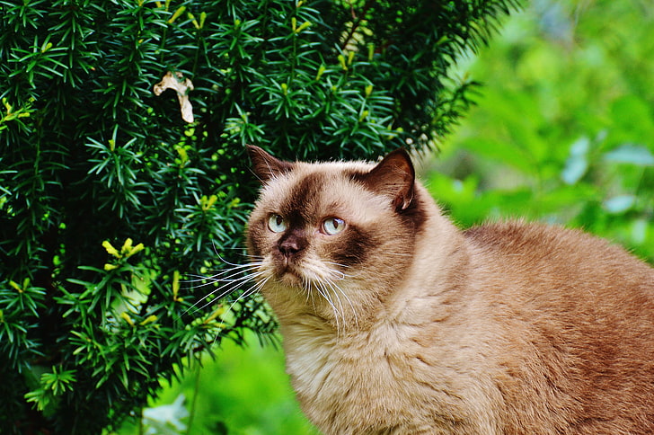 brown Siamese cat\], british shorthair cat, branches, domestic Cat, HD wallpaper