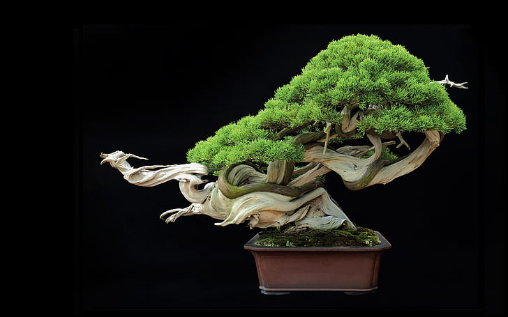 Tree Bonsai Tree Black HD, green bonsai plant, nature, HD wallpaper
