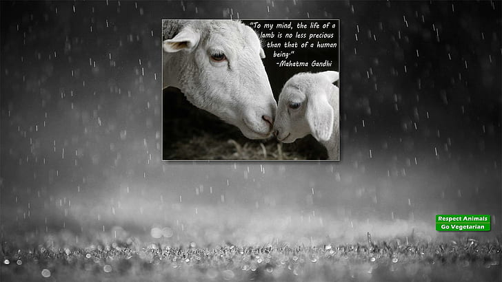 Lamb Mahatma Ghi, life, mercy, human, gandhi, compassion, quote, HD wallpaper