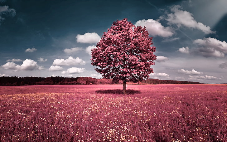 Pink nature, awesome, cool, cute, nice, trees, view, HD wallpaper | Peakpx