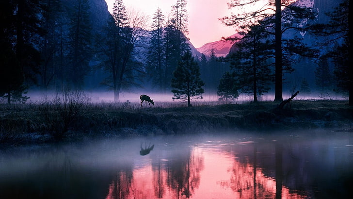 animal near trees and body of water wallpaper, nature, sky, deer