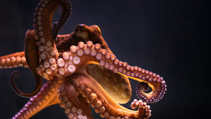 animals, underwater, octopus, HD wallpaper
