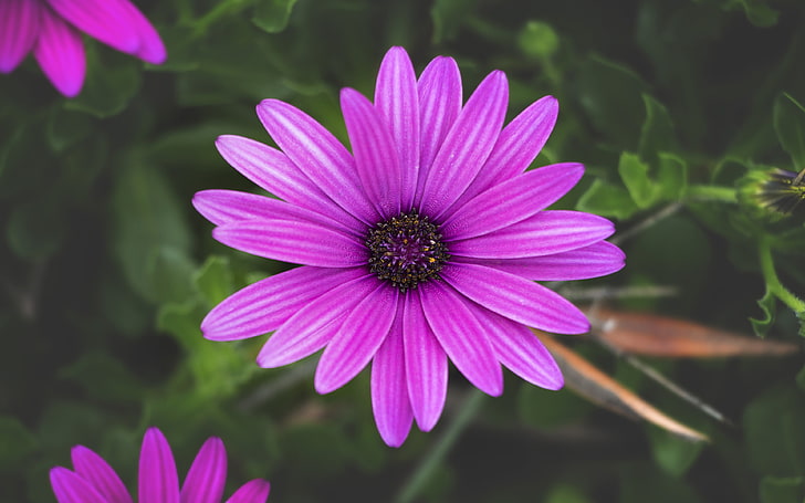 Purple Flower With Twenty Petals Wallpaper Hd For Mobile Phones And Laptops 3840×2400