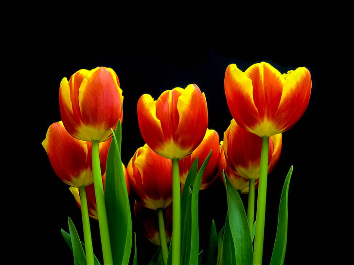 red-and-yellow half bloom tulip bouquet flower, tulips, tulips, HD wallpaper